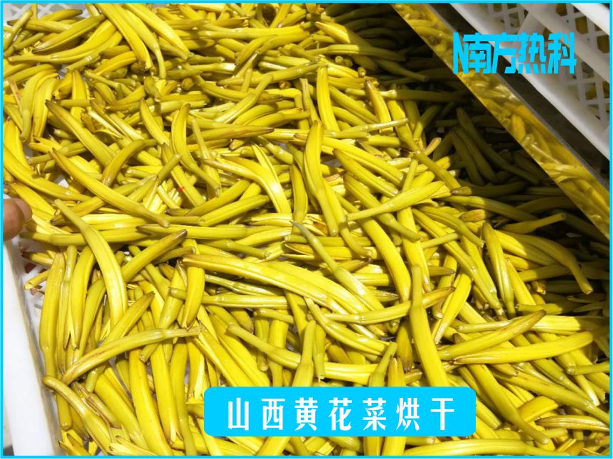 山西黄花菜烘干(图2)
