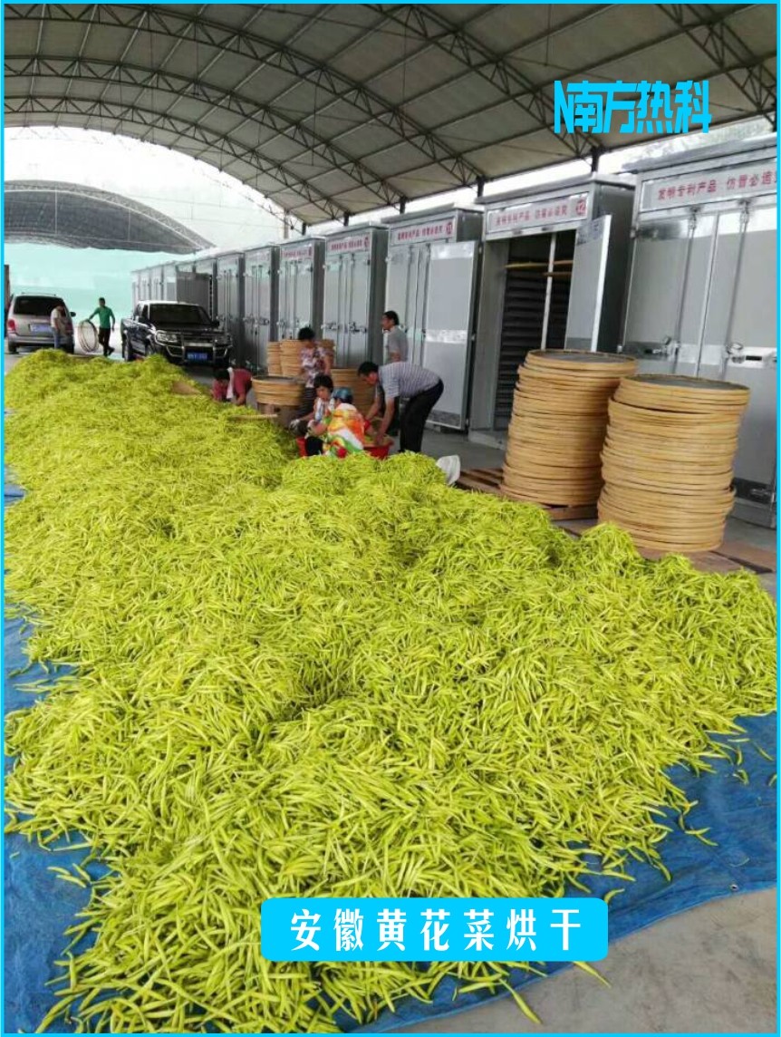 安徽黄花菜烘干(图2)