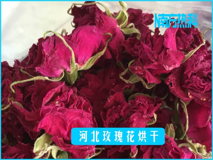 河北玫瑰花烘干(图3)