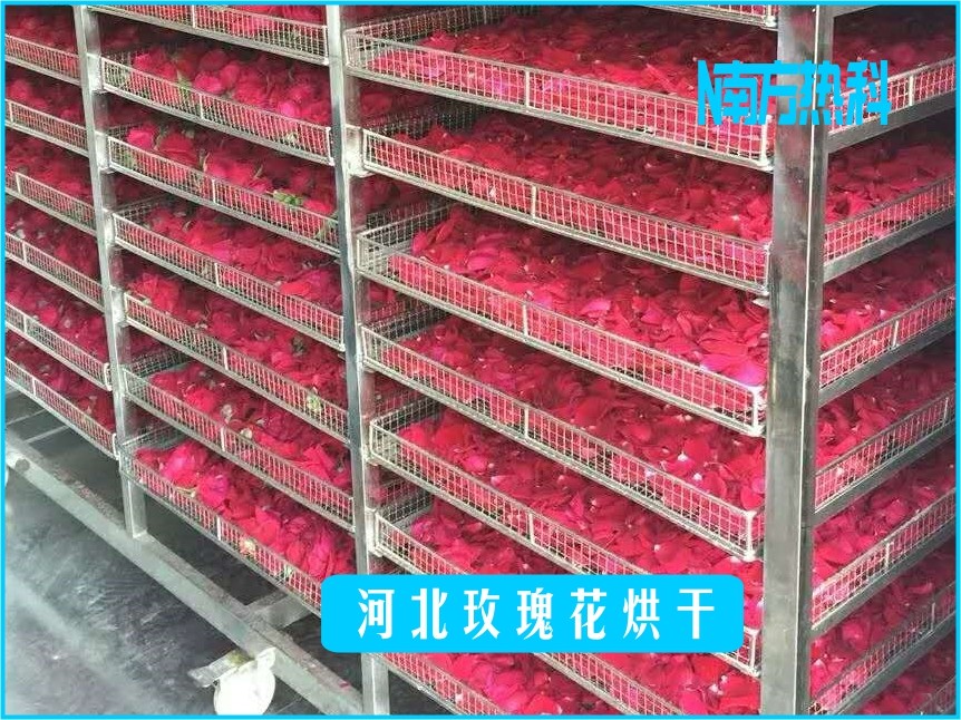 河北玫瑰花烘干(图2)