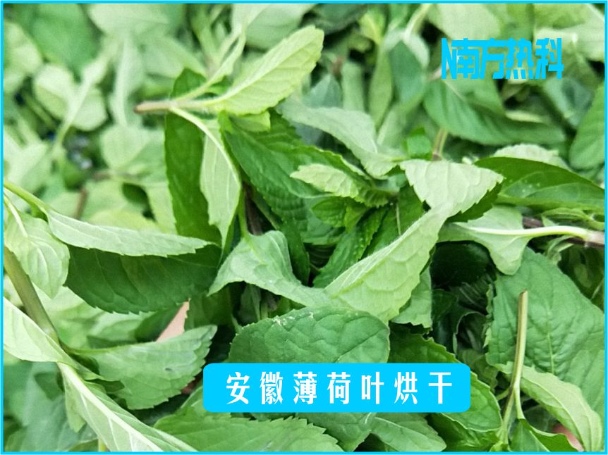 安徽薄荷叶烘干(图3)