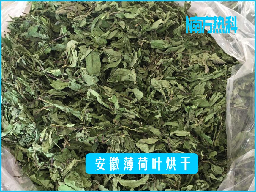 安徽薄荷叶烘干(图4)
