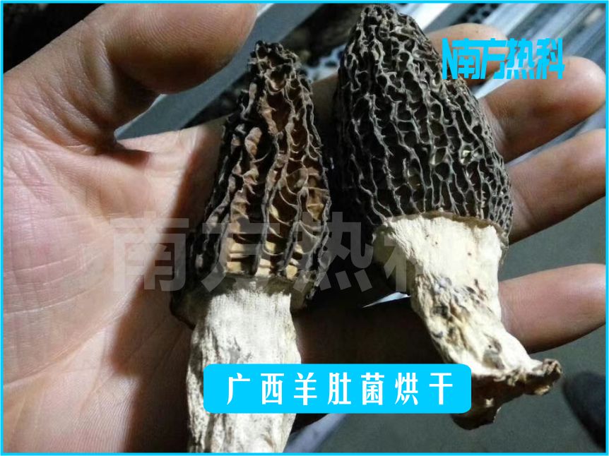 广西羊肚菌烘干(图4)