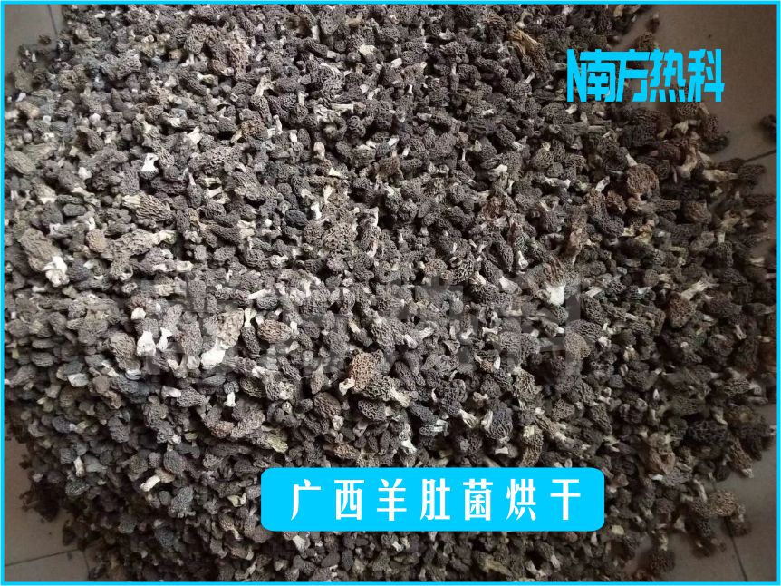 广西羊肚菌烘干(图2)