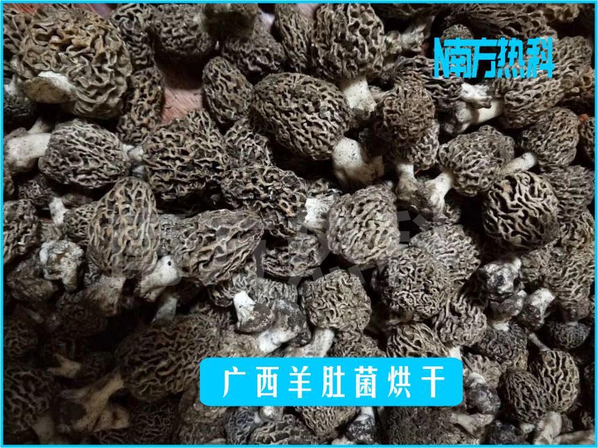 广西羊肚菌烘干(图3)