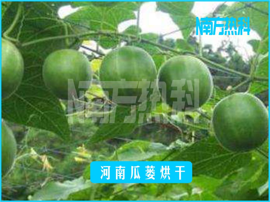 河南瓜蒌烘干(图3)
