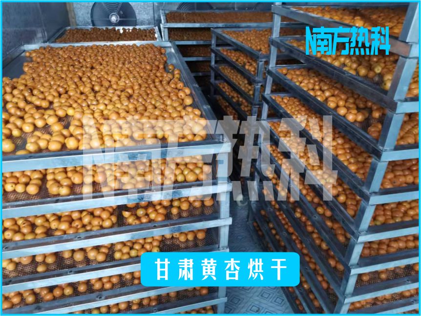 甘肃黄杏烘干(图3)