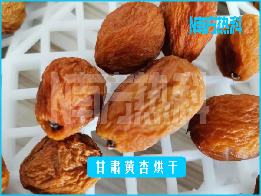 甘肃黄杏烘干(图5)