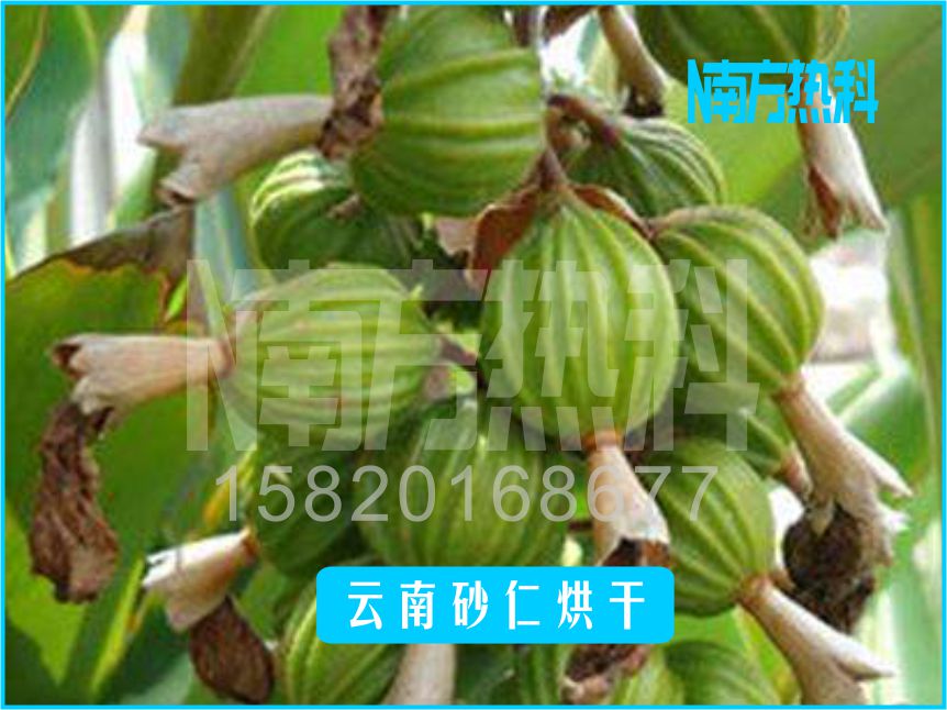 云南砂仁烘干(图4)