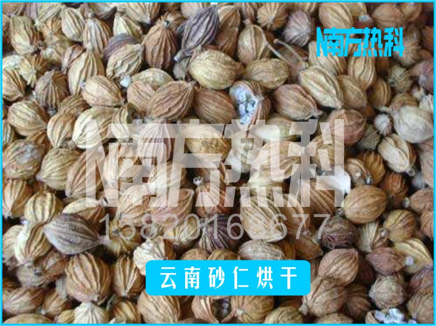 云南砂仁烘干(图5)