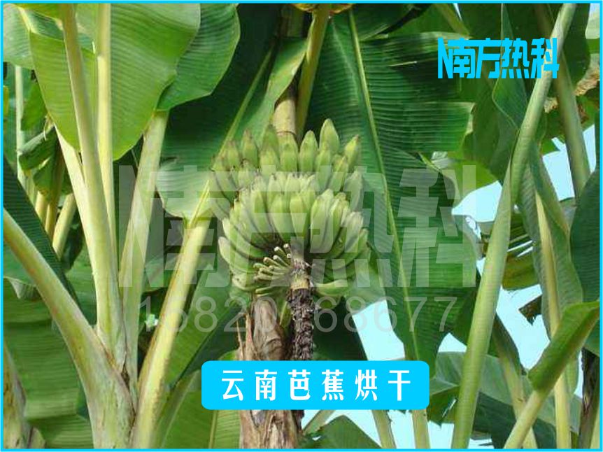云南芭蕉烘干(图3)