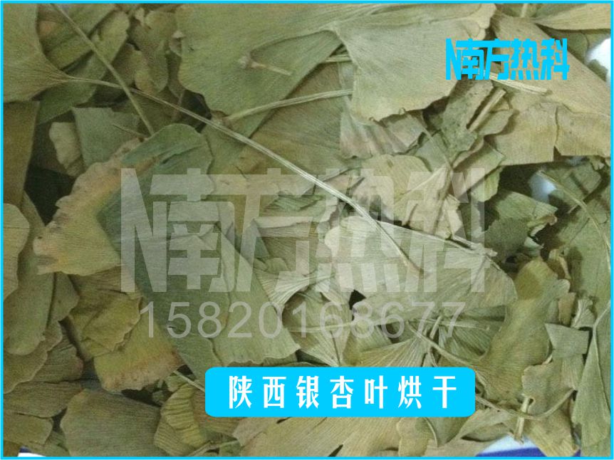 陕西银杏叶烘干(图4)