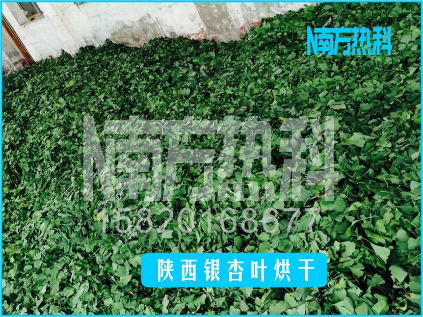 陕西银杏叶烘干(图3)